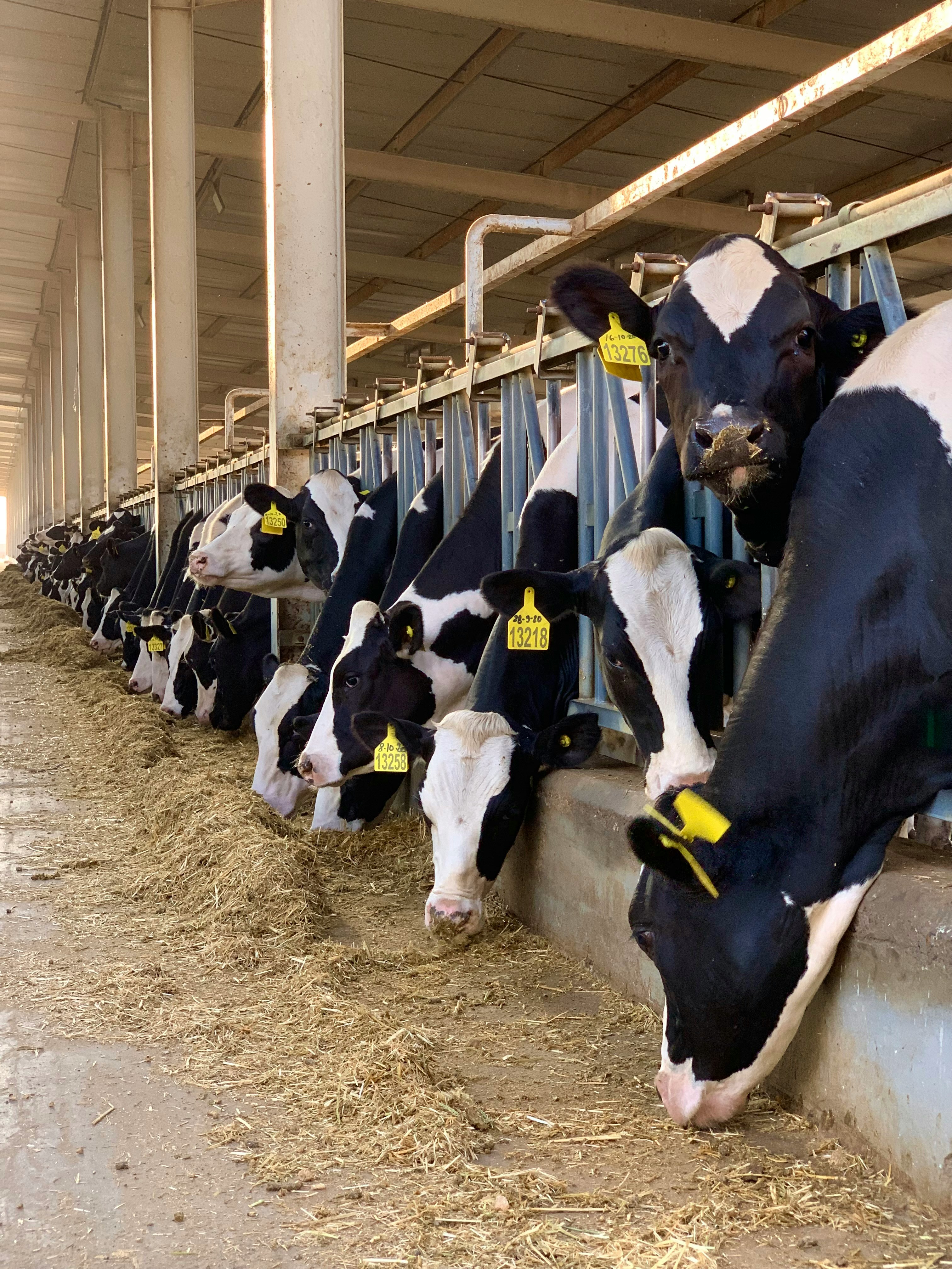 Livestock Management